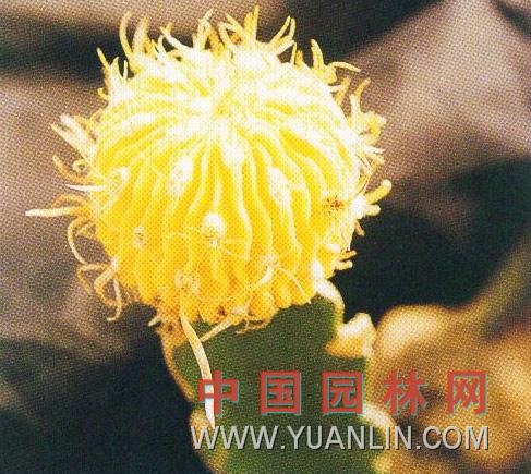 縮玉錦 