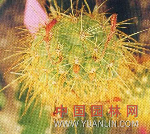 黃仙玉 