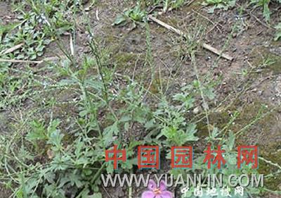 馬鞭草 紫頂龍芽草、野荊芥、龍芽草、鳳頸草、蜻蜓草、退血草、燕尾草