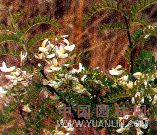 白刺花 馬蹄針、狼牙刺