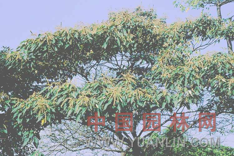 白匏仔 白面風(fēng)、白鶴葉、白面戟、白桃葉、酒藥子樹、白膜樹