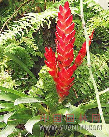 彩苞鳳梨 大劍鳳梨、火炬、大鸚哥鳳梨