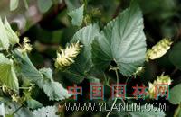啤酒花 忽布、蛇麻花、酵母花、酒花