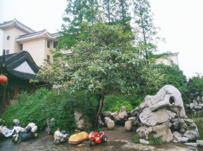 枇杷 