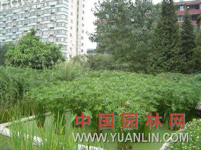 旱傘草 水棕竹、傘草、風(fēng)車草