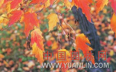 茶條槭 茶條、華北茶條槭