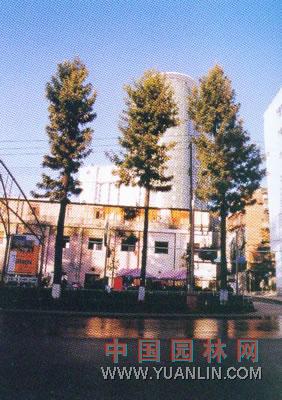 銀樺 絹柏、絲樹、銀橡樹