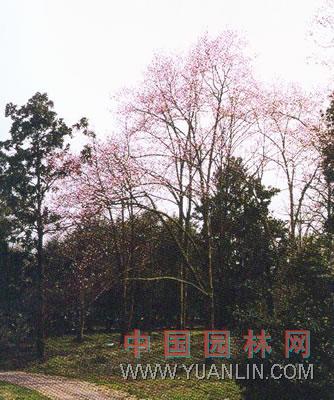 天目木蘭