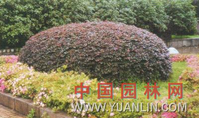 檵木 檵花