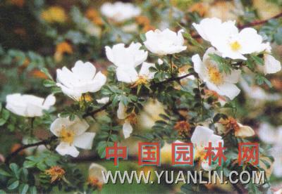 報(bào)春刺梅 