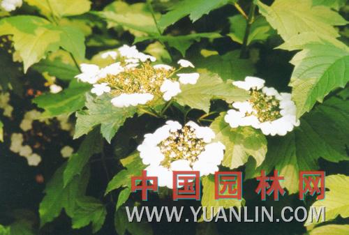 歐洲莢蒾 歐洲瓊花、雪球