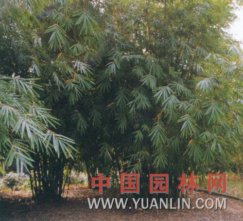 青皮竹 
