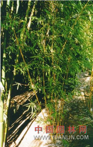 小琴絲竹 花孝順竹ht