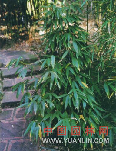 金佛山方竹 