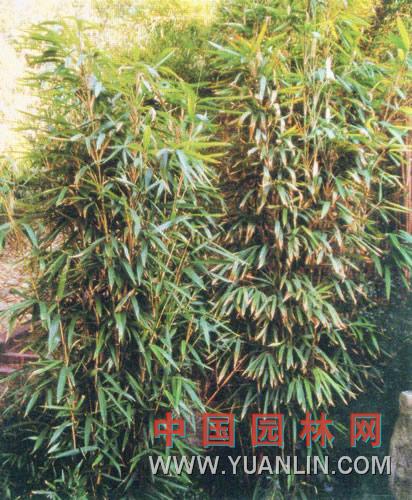 茶稈竹 