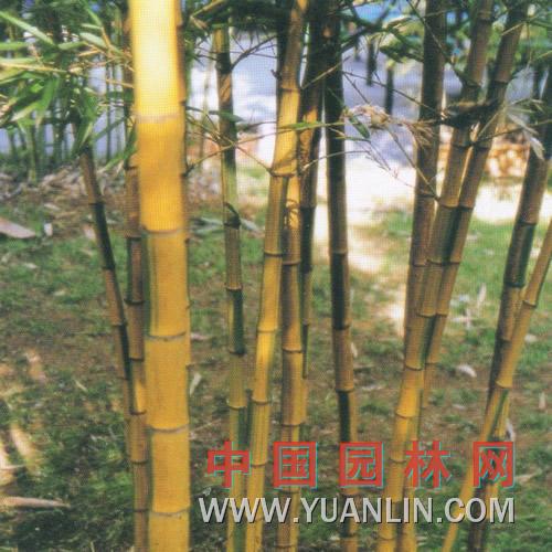 金鑲玉竹 
