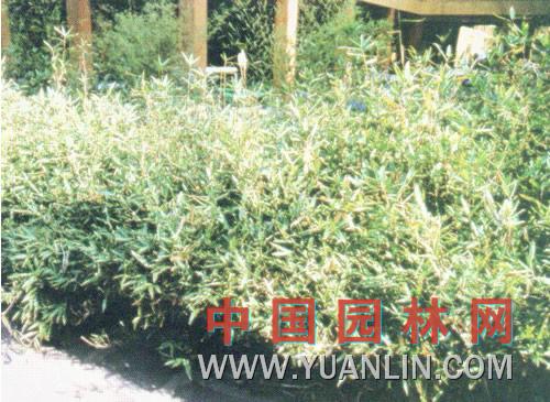 小玉山竹 