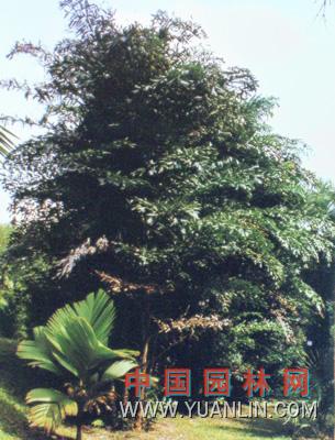 短穗魚尾葵 酒椰子