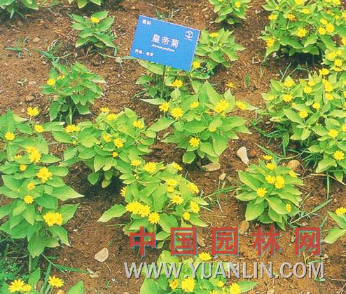 黃帝菊 美蘭菊、皇帝菊