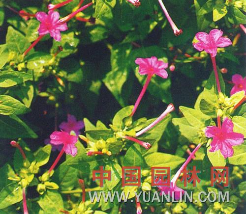 草茉莉 紫茉莉 夜飯花 潮來(lái)花 夜嬌嬌 洗