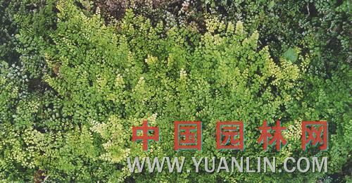 海金沙 金沙藤、左轉(zhuǎn)藤、竹園荽、海金沙草、海金沙藤等