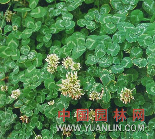 白花三葉草 白三葉、白車軸草、白花苜蓿