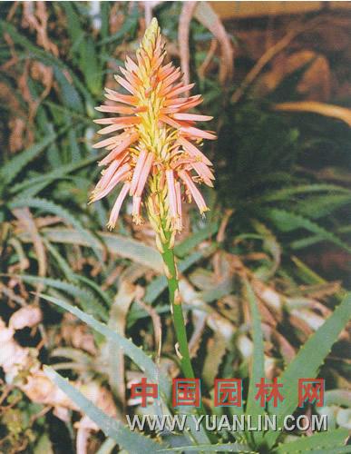 草蘆薈 盧會(huì)、象膽