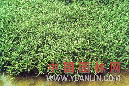 竹節(jié)草 野麥、石柱花、十樣景花、粘人草、草籽花、紫穗茅香