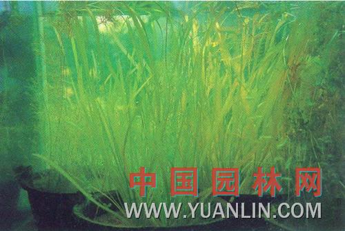 苦草