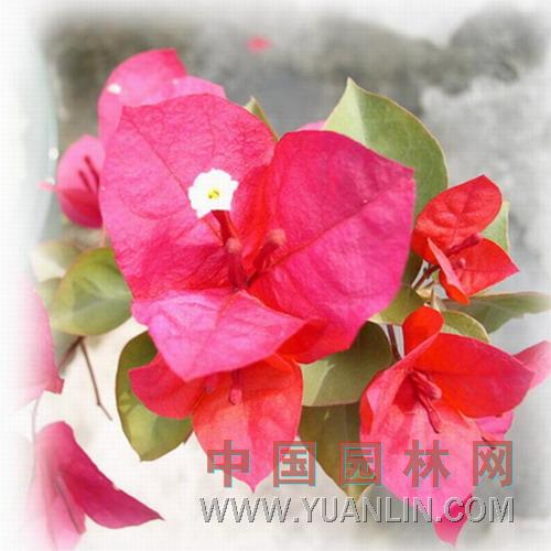 寶巾花 簕杜鵑 、葛、三角花，葉子花