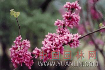 紫荊 滿條紅、蘇芳花