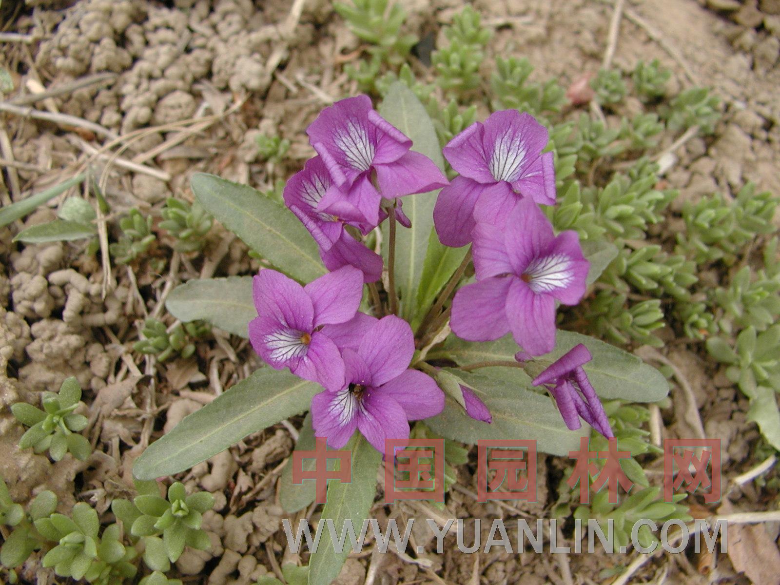 紫花地丁 二月蘭、山茄子