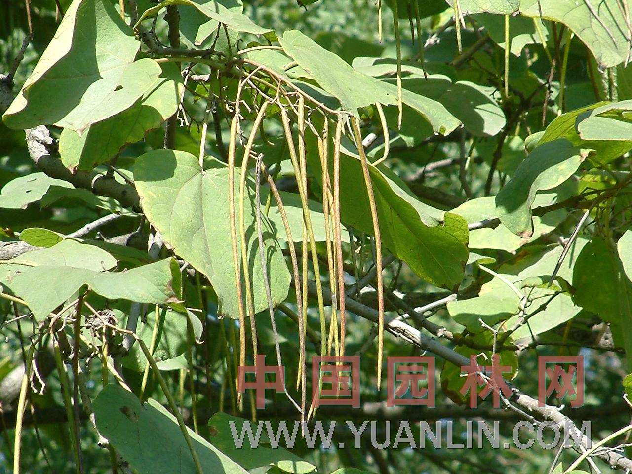 梓樹 黃花楸、木角豆、木葉梧桐