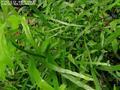 竹節(jié)蓼 扁莖蓼、扁竹蓼、百足草