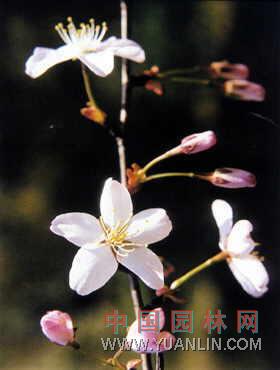 朱纓花 紅合歡、美洲歡、紅絨球
