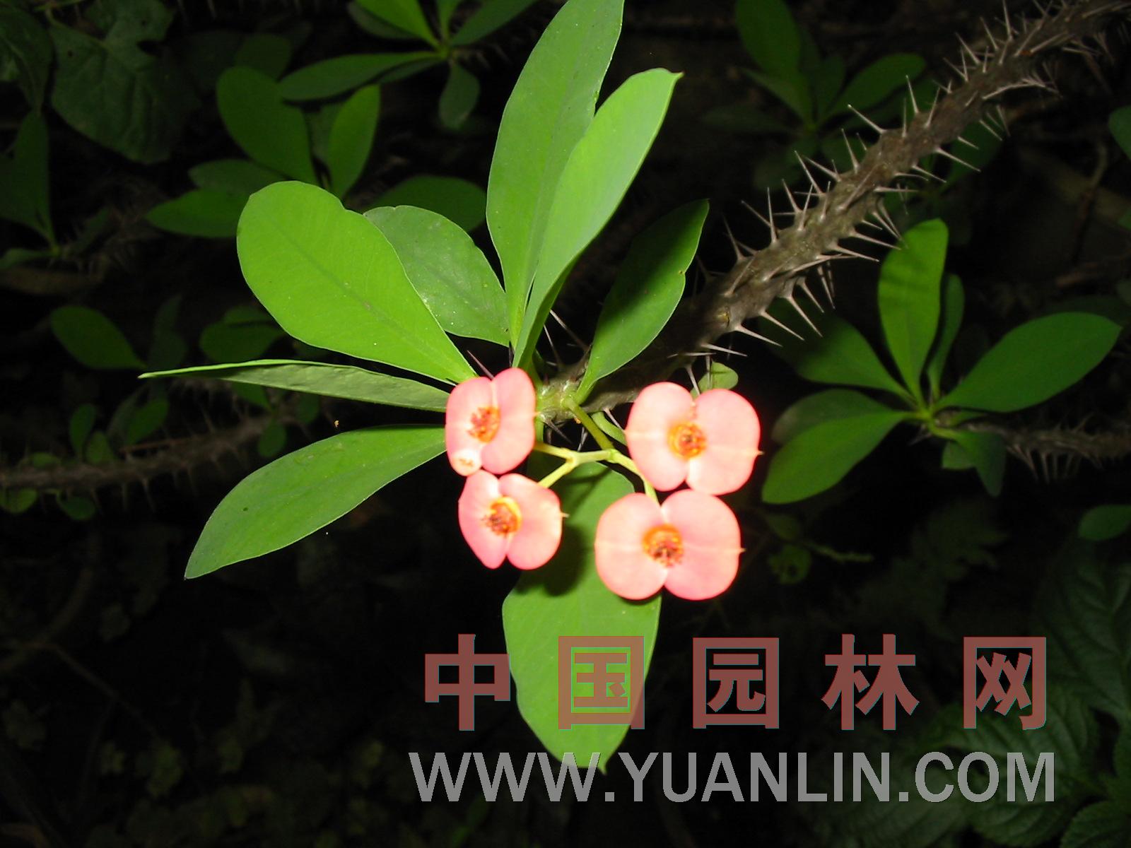 鐵海棠 鐵海棠、麒麟刺、麒麟花