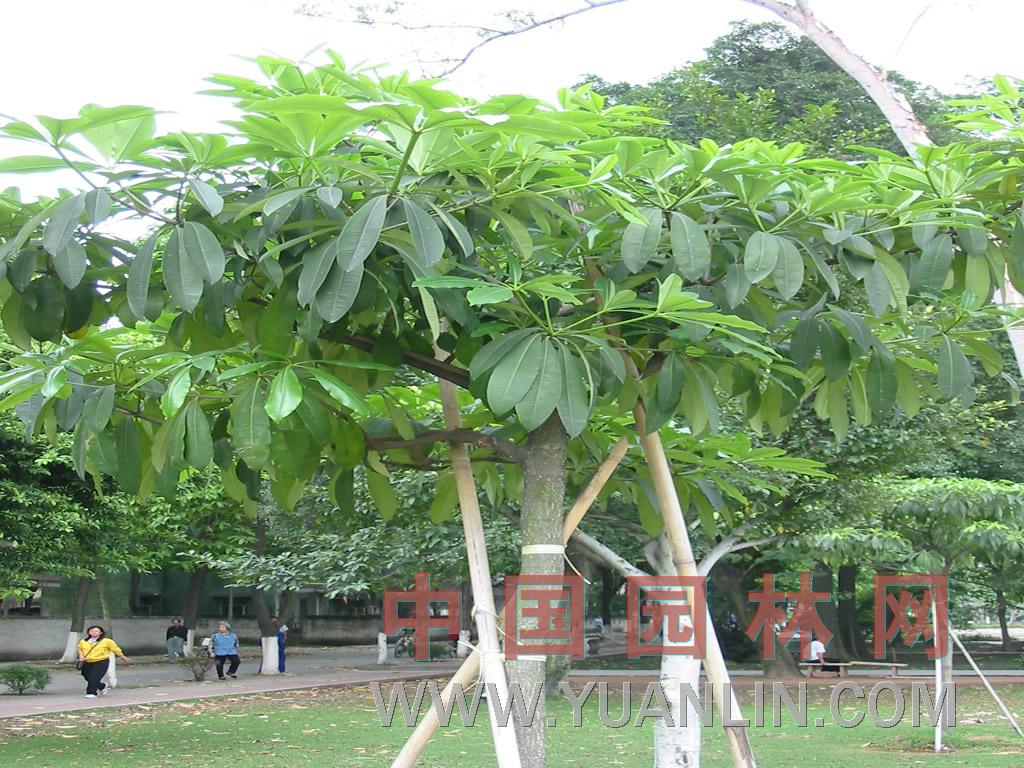 糖膠樹 象皮樹、燈架樹、黑板樹、乳木、魔神樹等
