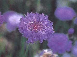 矢車菊 蘭芙蓉、翠蘭、荔枝菊