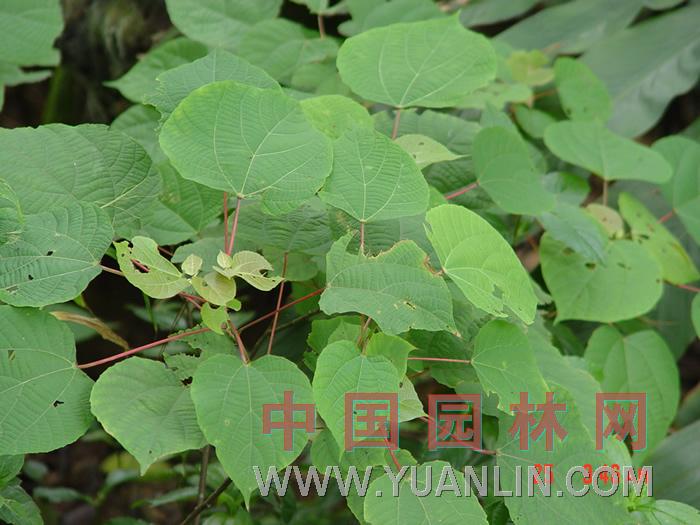 山麻桿 桂圓樹、大葉泡