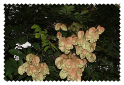 全緣葉欒樹 Goldraintree,Goldenraintree，黃山欒