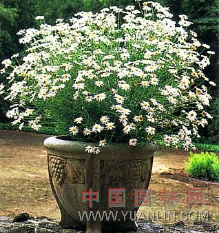 蓬蒿菊 茼蒿菊