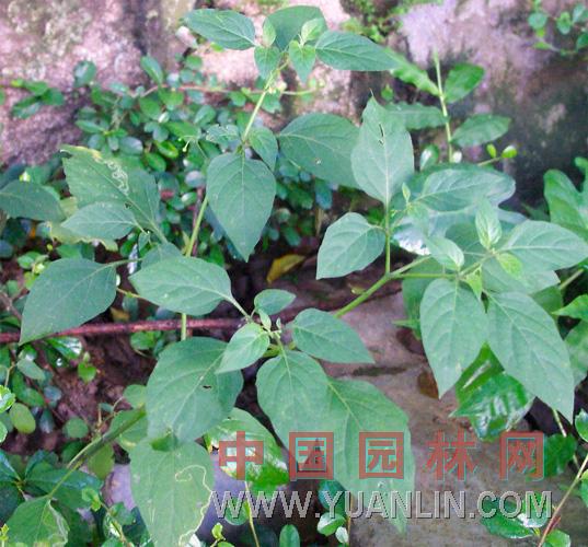 夜香樹(shù) 木本夜香樹(shù)
