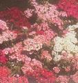 洋石竹 膜萼花、外套花
