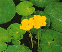 荇菜  水荷葉，大紫背浮萍，水鏡草，水葵