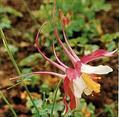 耬斗菜 西洋耬斗菜