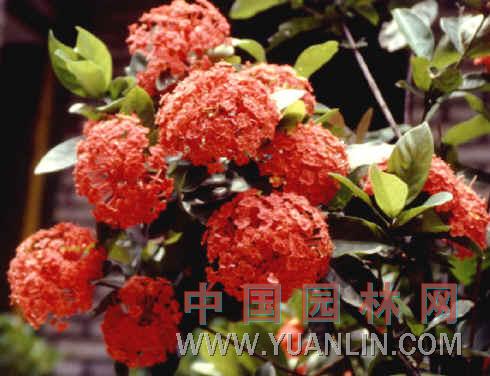 龍船花 賣子木、山丹、英丹