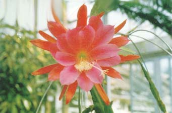 令箭荷花 孔雀仙人掌、孔雀蘭