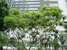 藍花楹 含羞草葉藍花楹 、藍霧樹、巴西紫葳、紫云木