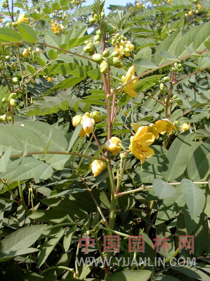 決明 假綠豆、馬蹄決明、英明, 