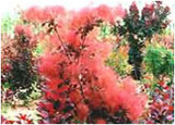 極品美國(guó)紅櫨 